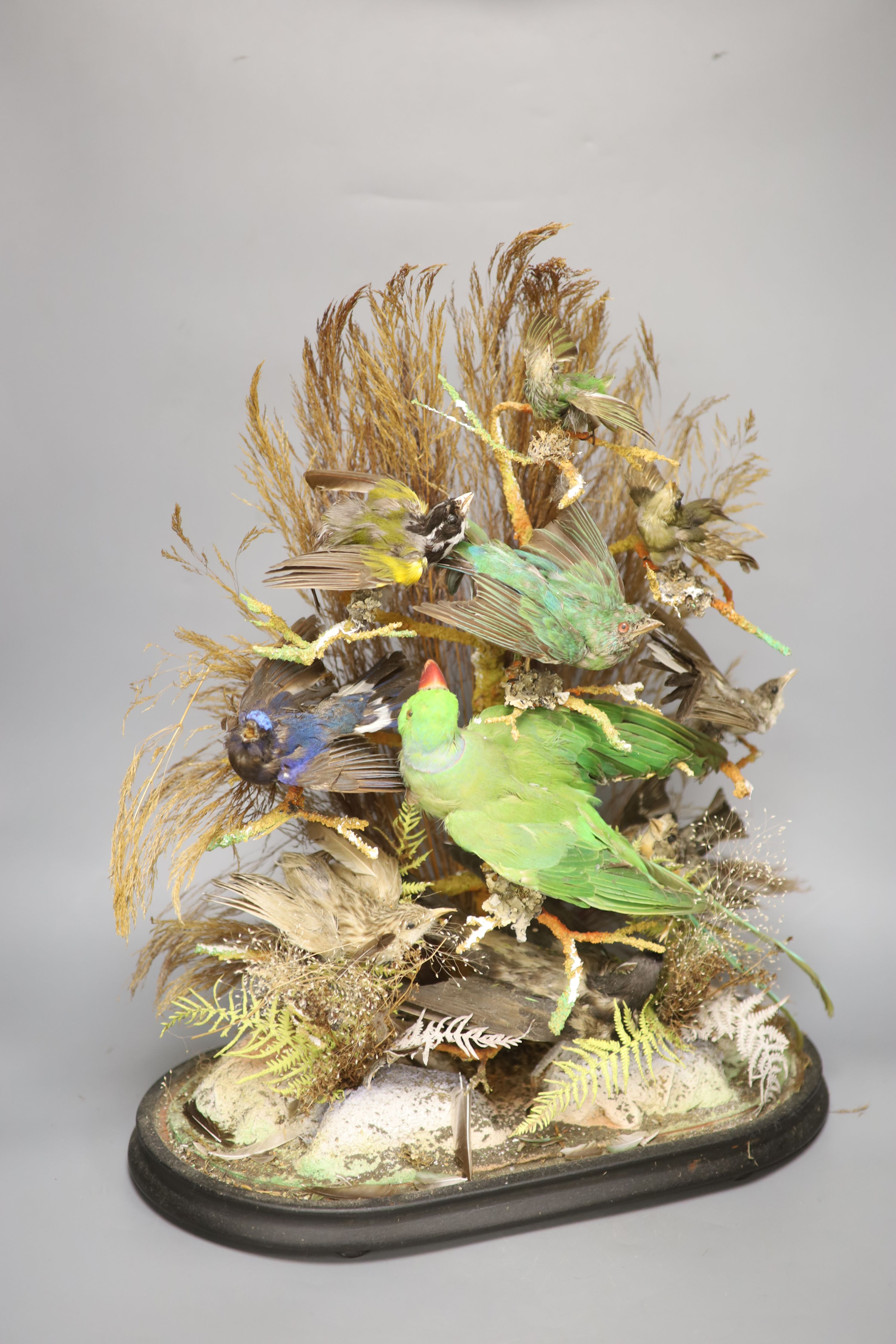 A taxidermic display of tropical birds under a glass dome